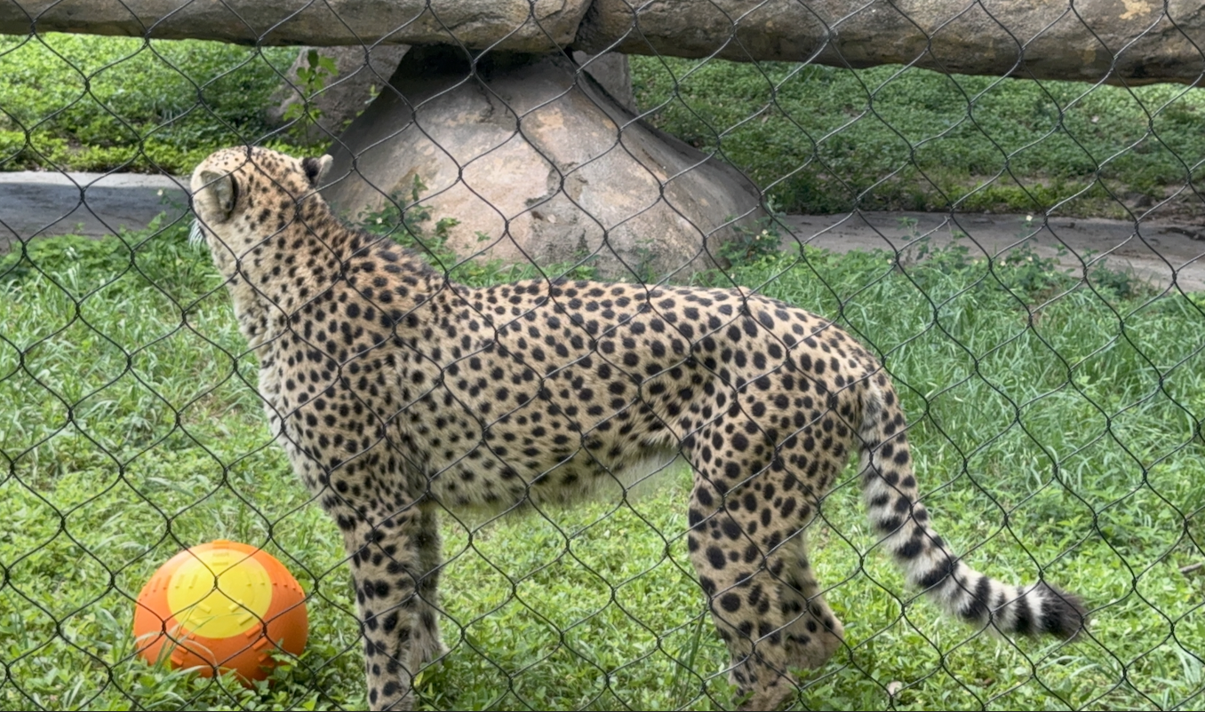 cheetah with ball
